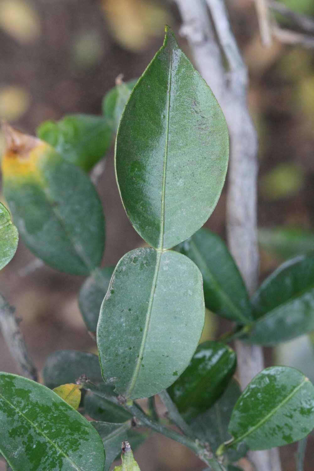              Unifoliolate leaf of  Citrus   ichangensis          (Ichang,   Riverside, CA)       